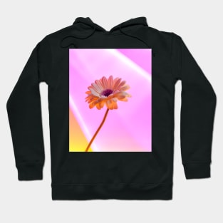 Gerbera Daisy - Electric Hoodie